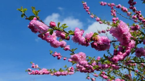 migdalek-trojklapowy-prunus-triloba-na-pniu-zielonapara-sadzonka-duza-zdrowa-rozowe-kwiaty
