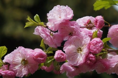 migdalek-trojklapowy-prunus-triloba-na-pniu-zielonapara-sadzonka-duza-zdrowa-rozowe-kwiaty