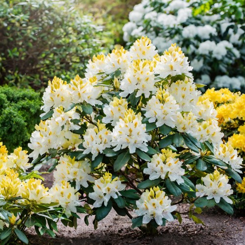 rozanecznik-rhododendron-catawbiense-madame-masson-zielonapara-sadzonka-duza-zdrowa-biale-kwiaty