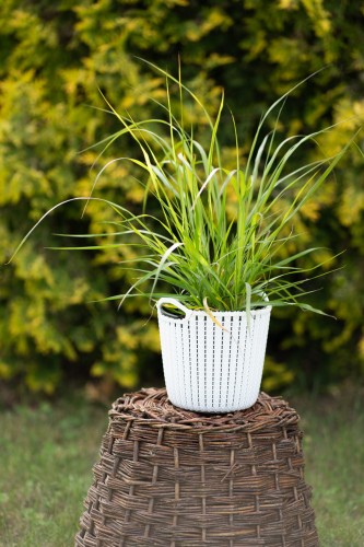rozplenica-japonska-fireworks-pennisetum-setaceum-pstre-liscie-rozowe-kwiatostany-ozdobna-trawa-sadzonka-sadzonki-zielona-para-zielonapara