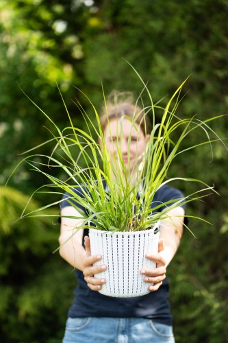 rozplenica-japonska-pennisetum-alopecuroides-zielonapara-sadzonka-duza-zdrowa.jpg