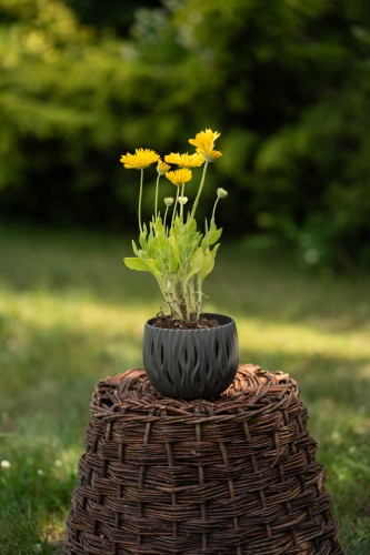 nachylek-coreopsis-grandiflora-zielonapara-sadzonka-duza-zdrowa-zolty-duze-kwiaty.jpg