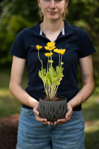 nachylek-wielkokwiatowy-coreopsis-grandiflora-sunfire-yellow-red-zielonapara-sadzonka-duza-zdrowa-kremowo-zolte-kwiaty