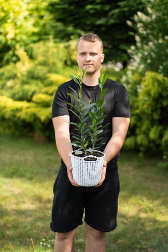 laurowisnia-wschodnia-zabeliana-prunus-laurocerasus-zimozielone-liscie-niski-rozlozysty-krzew-sadzonka-sadzonki-zielona-para-zielonapara
