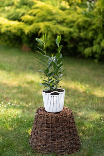 laurowisnia-wschodnia-prunus-laurocerasus-caucasica-zielonapara-sadzonka-duza-zdrowa-zimozielone-liscie-biale-kwiaty