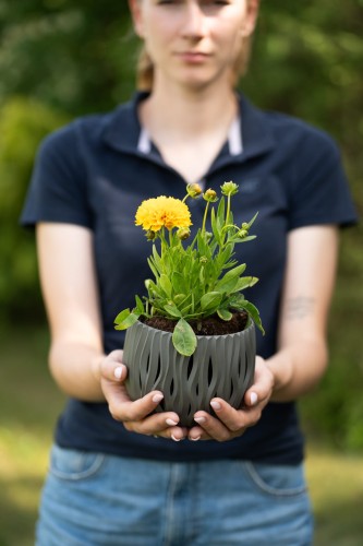 nachylek-wielkokwiatowy-coreopsis-grandiflora-early-sunrise-zielonapara-sadzonka-duza-zdrowa-kremowo-zolte-kwiaty