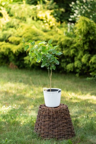 Zielona Para (12).jpg