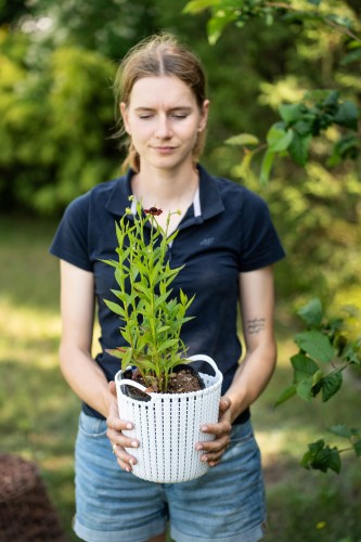 dzielzan-moerheim-beauty-helenium-autumnale-czerwono-brazowe-kwiaty-dlugo-kwitnaca-bylina-80-100cm-sadzonka-sadzonki-zielona-para-zielonapara