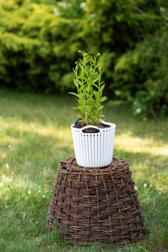 dzielzan-moerheim-beauty-helenium-autumnale-czerwono-brazowe-kwiaty-dlugo-kwitnaca-bylina-80-100cm-sadzonka-sadzonki-zielona-para-zielonapara