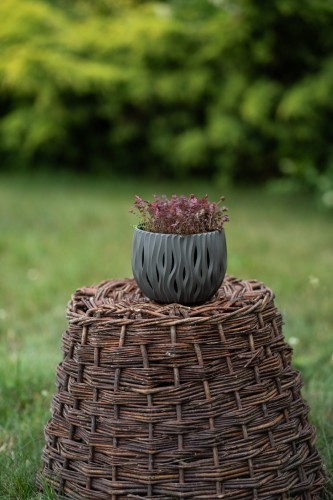 acena-purpurowa-acaena-purpurea-zielonapara-sadzonka-duza-zdrowa-czerwone.jpg