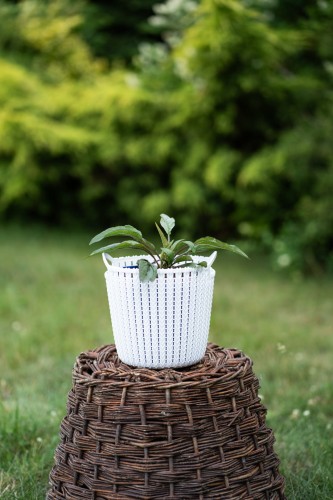 jezowka-purpurowa-echinacea-purpurea-zielonapara-sadzonka-duza-zdrowa-rozowe-kwiaty.jpg