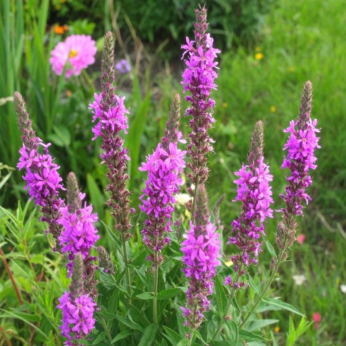 krwawnica-pospolita-lythrum-salicaria-zielonapara-sadzonka-duza-zdrowa-rozowe-kwiaty