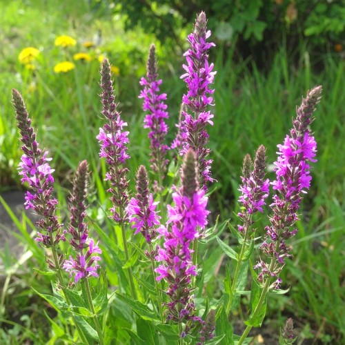 krwawnica-pospolita-lythrum-salicaria-zielonapara-sadzonka-duza-zdrowa-rozowe-kwiaty