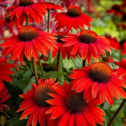 jezowka-purpurowa-echinacea-purpurea-hot-summer-improved-zielonapara-sadzonka-duza-zdrowa-pomaranczowo-czerwone-kwiaty