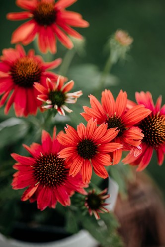 jezowka-purpurowa-echinacea-purpurea-hot-summer-improved-zielonapara-sadzonka-duza-zdrowa-pomaranczowo-czerwone-kwiaty
