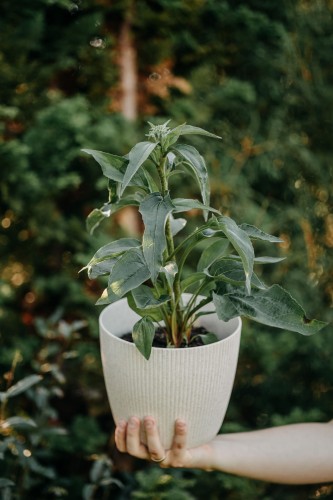 jezowka-purpurowa-echinacea-purpurea-hot-summer-improved-zielonapara-sadzonka-duza-zdrowa-pomaranczowo-czerwone-kwiaty