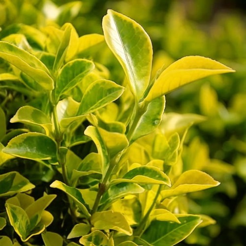 ligustr-jajowaty-ligustrum-ovalifolium-vicaryi-zielonapara-sadzonka-duza-zdrowa-zoltozielone-liscie