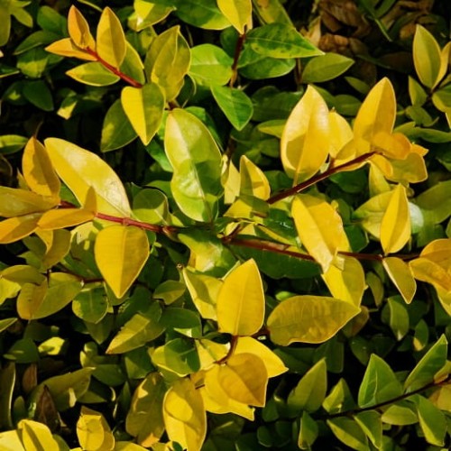 ligustr-jajowaty-ligustrum-ovalifolium-vicaryi-zielonapara-sadzonka-duza-zdrowa-zoltozielone-liscie