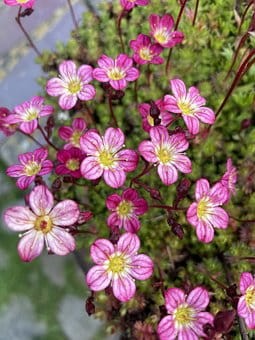 skalnica-arendsa-saxifraga-arendsii-alpino-early-picotee-zielonapara-sadzonka-duza-zdrowa-rozowe-biale-kwiaty