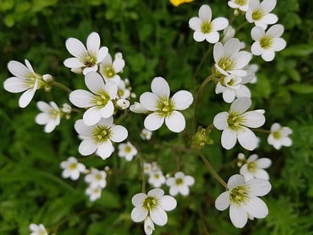 skalnica-arendsa-saxifraga-arendsii-alpino-early-lime-zielonapara-sadzonka-duza-zdrowa-limonkowe-kwiaty