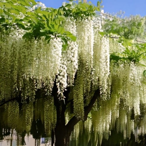 glicynia-kwiecista-wisteria-floribunda-alba-zielonapara-sadzonka-duza-zdrowa-biale-kwiaty
