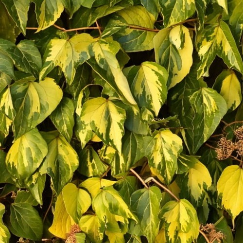 bluszcz-kolchidzki-hedera-colchica-zielonapara-sadzonka-duza-zdrowa-zielone-liscie