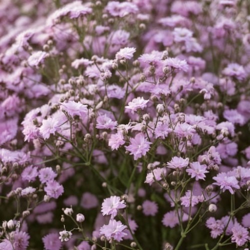 gipsowka-gypsophila-paniculata-rosenschleier-zielonapara-sadzonka-duza-zdrowa-rozowe-kwiaty