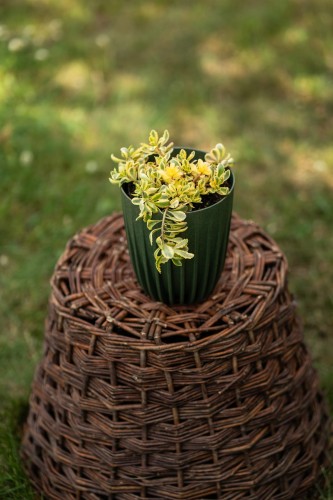 Rozchodnik Variegatum