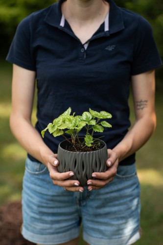 jasnota-plamista-purple-dragon-lamium-maculatum-fioletowe-kwiaty-srebrzyste-liscie-cieniolubna-pokrywowa-bylina-sadzonka-sadzonki-zielona-para-zielonapara