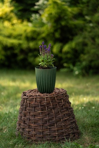 szalwia-omszona-caradonna-compact-salvia-nemorosa-ciemne-lodygi-fioletowe-kwiaty-kompaktowa-sadzonka-sadzonki-zielona-para-zielonapara