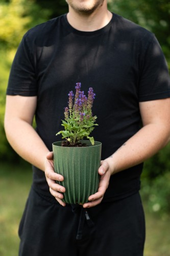 szalwia-omszona-marvel-sky-blue-salvia-nemorosa-niebieskie-kwiaty-okazala-sadzonka-sadzonki-zielona-para-zielonapara