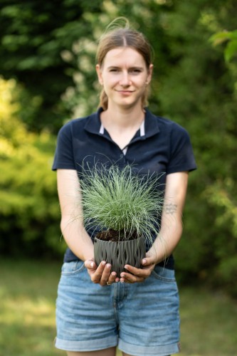 palczatka-miotlasta-standing-ovation-schizachyrium-scoparium-niebieskoszare-liscie-czerwone-przebarwienia-jesienia-trawa-ozdobna-sadzonka-sadzonki-zielona-para-zielonapara