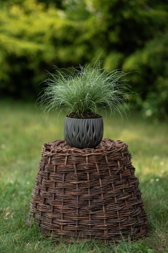 palczatka-miotlasta-standing-ovation-schizachyrium-scoparium-niebieskoszare-liscie-czerwone-przebarwienia-jesienia-trawa-ozdobna-sadzonka-sadzonki-zielona-para-zielonapara