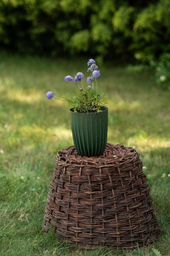 driakiew-golebia-scabiosa-columbaria-pink-mist-zielonapara-sadzonka-duza-zdrowa-rozowe-kwiaty