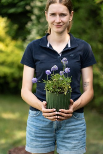 driakiew-golebia-scabiosa-columbaria-pink-mist-zielonapara-sadzonka-duza-zdrowa-rozowe-kwiaty