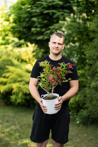 krzewuszka-weigela-zielonapara-sadzonka-duza-zdrowa-rozowe-kwiaty.jpg