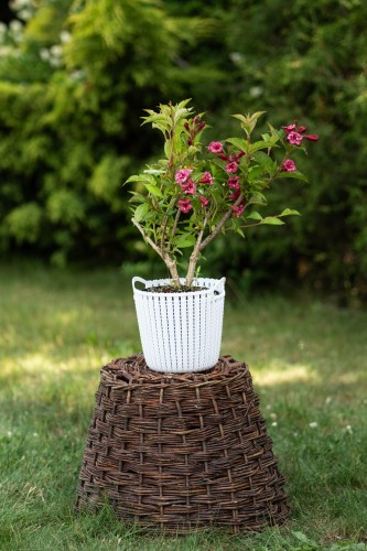 krzewuszka-weigela-zielonapara-sadzonka-duza-zdrowa-rozowe-kwiaty.jpg