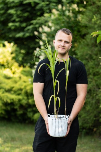 miskant-chiński-memory-Miscanthus-sinensis-zielonapara-zielona-para-sadzonka-0245.jpg