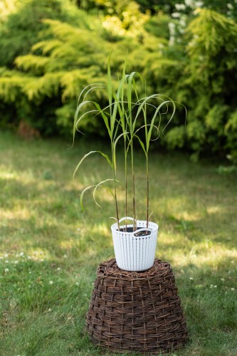 miskant-chiński-memory-Miscanthus-sinensis-zielonapara-zielona-para-sadzonka-0245.jpg