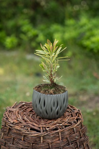 wilczomlecz-ascot-rainbow-euphorbia-x-martinii-pstre-liscie-zimozielona-bylina-sadzonka-sadzonki-zielona-para-zielonapara