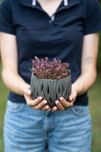 acaena-purpurea-acaena-purpurea-zielonapara-sadzonka-duza-zdrowa-czerwone-owocki-2.jpg