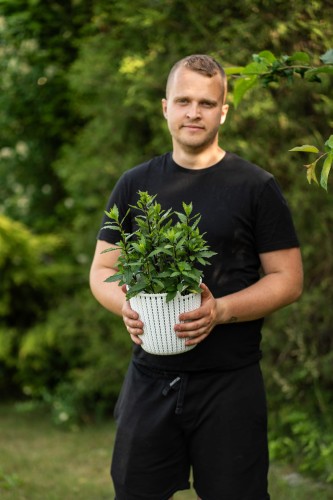 aster-aster-ezo-murasaki-zielonapara-sadzonka-duza-zdrowa-fioletowe-kwiaty-2.jpg