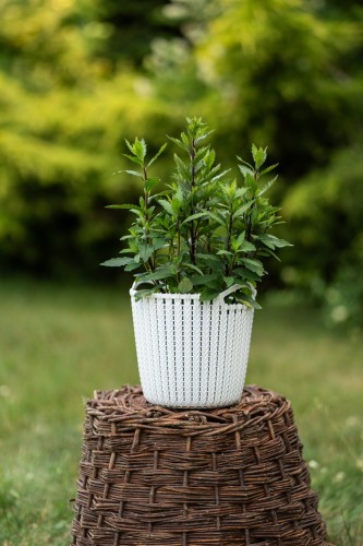 aster-aster-ezo-murasaki-zielonapara-sadzonka-duza-zdrowa-fioletowe-kwiaty.jpg