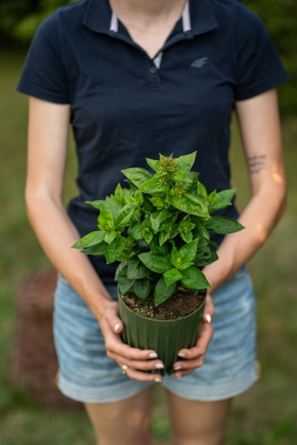 aster-krzaczasty-aster-dumosus-prof-anton-kippenberg-zielonapara-sadzonka-duza-zdrowa-fioletowe-kwiaty
