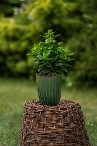 aster-nowobelgijski-aster-novi-belgii-happy-end-zielonapara-sadzonka-duza-zdrowa-rozowe-kwiaty