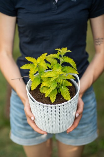 barbula-caryopteris-worcester-gold-zielonapara-sadzonka-duza-zdrowa-zolte-liscie-niebieskie-kwiat.jpg