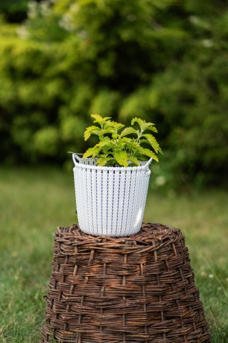barbula-caryopteris-worcester-gold-zielonapara-sadzonka-duza-zdrowa-zolte-liscie-niebieskie-kwiaty.jpg