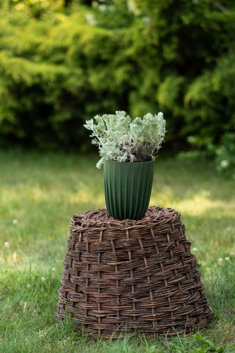 bylica-artemisia-vulgaris-zielonapara-sadzonka-duza-zdrowa-srebrzyste-liscie.jpg