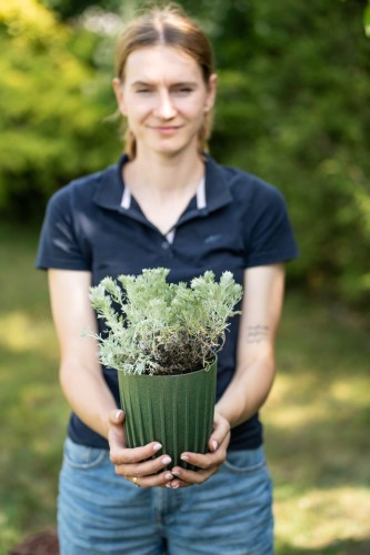 bylica-artemisia-vulgaris-zielonapara-sadzonka-duza-zdrowa-srebrzyste-liscie-klaudia.jpg