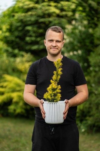 cis-pospolity-taxus-baccata-david-aureum-zielonapara-sadzonka-duza-zdrowa-zolte-iglak.jpg